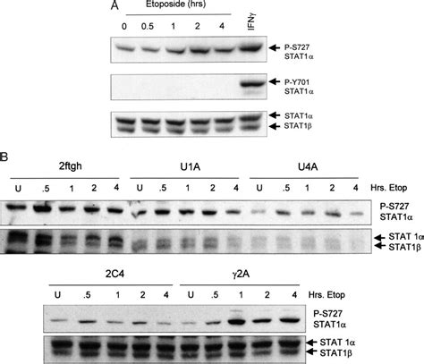 Etoposide Induces Phosphorylation Of STAT1 At Ser 727 But Not Tyr 701