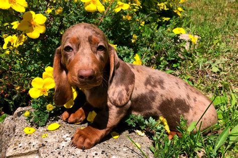 Cuccioli Di Bassotto Allevamento Ca Preziosa Neviano Pr