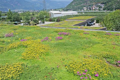 Extensive Dachbegrünung Landschaftsgärtnerei Rottensteiner