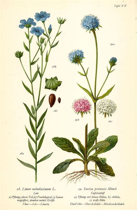 Lein Teufelsabbi Botanik Farbdruck Antiker Druck Antique Botanical