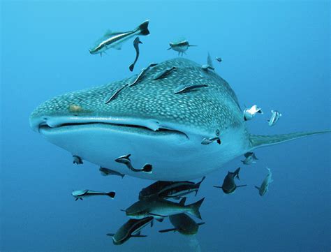 Nadar y bucear con tiburón ballena en Cancún Holbox Isla Mujeres