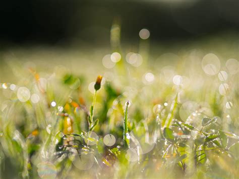 Wallpaper Sunlight Water Nature Reflection Branch Green Morning