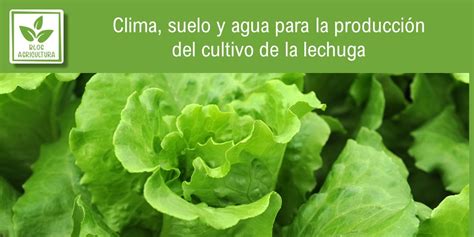 Clima suelo y agua para la producción del cultivo de la lechuga