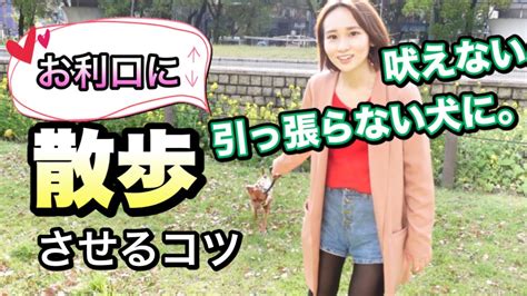 【主従関係犬のしつけ】散歩の時に引っ張らない犬にする方法 Youtube