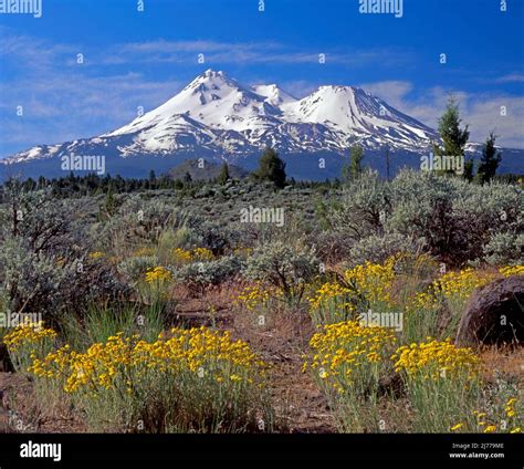 Mt. Shasta and Shastina, Cascade Range, California Stock Photo - Alamy