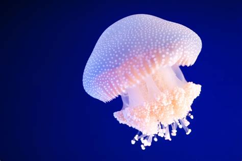 Jellyfish Symbolism And Spiritual Meaning Full Guide