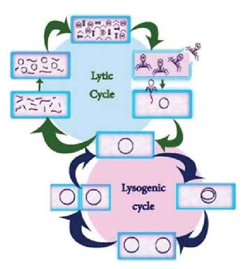 Lytic Cycle Definition, Steps And Quiz Biology Dictionary, 48% OFF