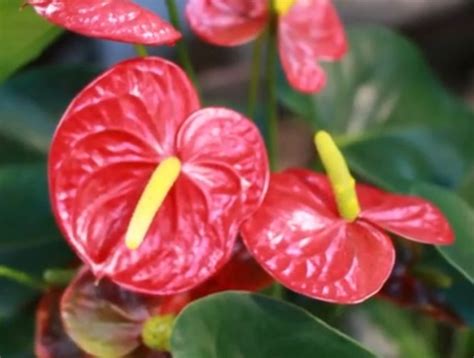 5 Cara Mencegah Kegagalan Menanam Tanaman Hias Anthurium Busuk Akar