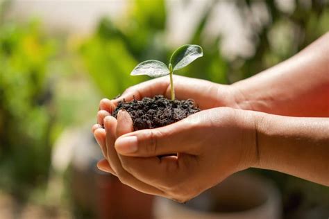 Mano Que Sostiene El Pequeño árbol Para Plantar En Jardín Eco Foto de