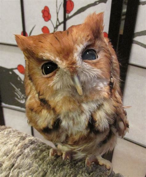 Adopt Red The Screech Owl Freedom Center For Wildlife