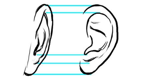 How To Draw An Ear From The Front