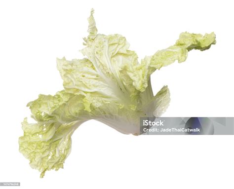 Chinese Cabbage Fly In Mid Air Green Fresh Vegetable Chinese Cabbage Falling Leaf Organic Fresh