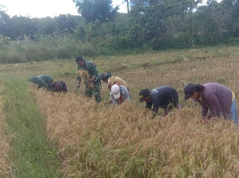 Satgaster Pos Halibete Panen Padi Bersama Petani Batasnegeri