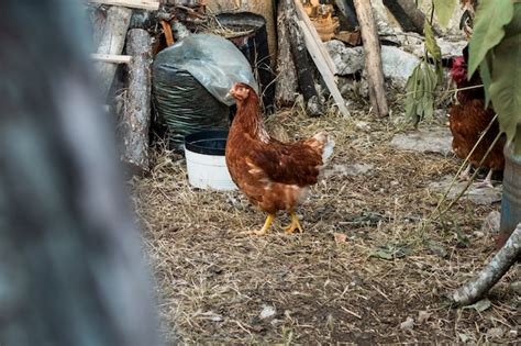 Kurczak Stoj Cy Na Podw Rku Gospodarstwa Darmowe Zdj Cie