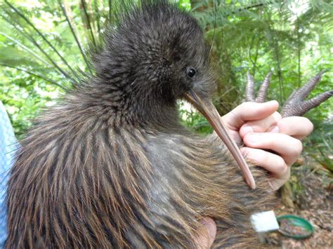 Kiwi Release Story: Saving Smaug the Kiwi Bird - NZ Pocket Guide