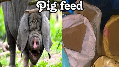 Pig Feed Kumno Ban Ai Bam Iaki Sniang Khnang Ba Kin Sngaid Bha Peit Ka