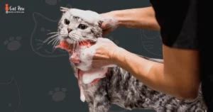 How To Groom A Cat At Home Simple Tips