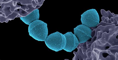 Strep Throat Bacterial Cell