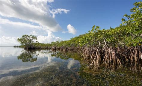 Memahami Fungsi Hutan Mangrove Untuk Lingkungan Gramedia Literasi