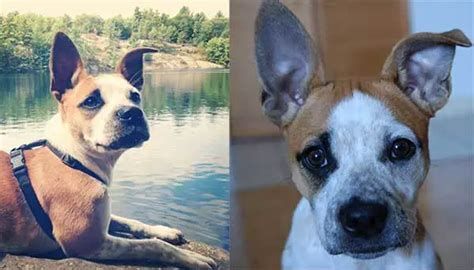 Introducing The Hyper But Handsome Boston Terrier Jack Russell Mix