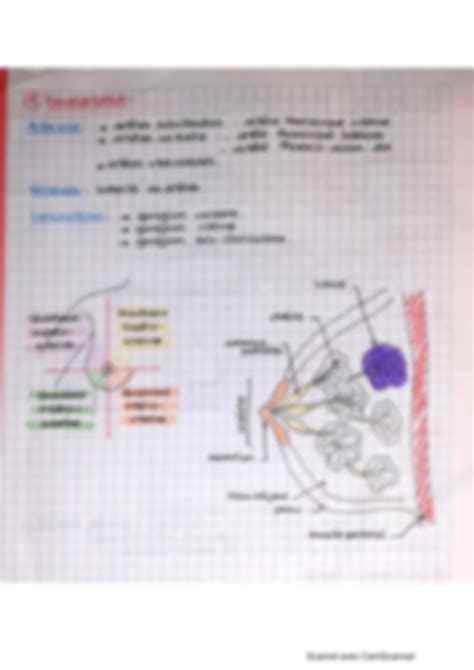 SOLUTION Anatomie De La Glande Mammaire Studypool