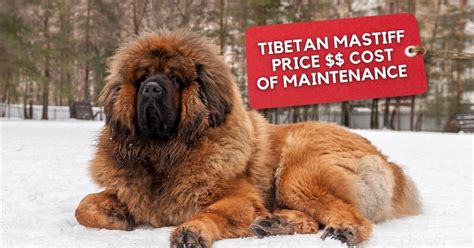 Tibetan Mastiff Price, Maintenance Costs & Tips | Puplore