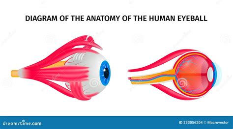 Diagramma Anatomico Dell Occhio Umano Illustrazione Vettoriale