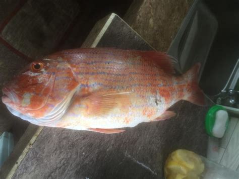 Chinaman Snapper Symphorus Nematophorus Fishing The Philippines