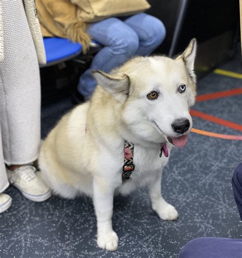 Malamute Husky Difference