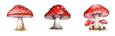 Conjunto Aquarela De Cogumelos Fly Agaric Cogumelo Vermelho Aquarela