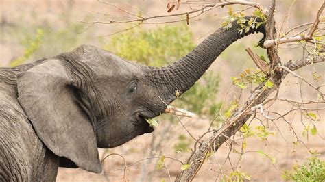 New Study Shows Elephants Vary What They Have For Dinner A Bit Like