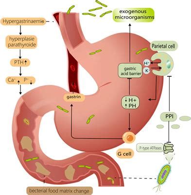 Frontiers Proton Pump Inhibitors May Enhance The Risk Of Digestive