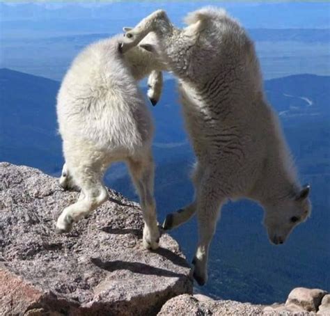 Mountain Goats Amazing Rock Climbers Goats Mountain Goat Animal