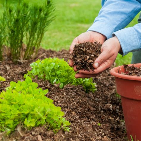 Materials For Mulching The Garden - Edition Time