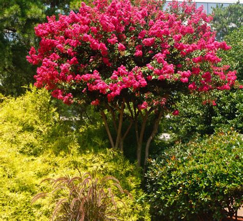 What You Should Know About Crepe Myrtle Trees | Embark