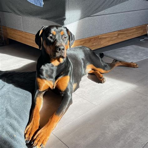 Cane Corso Doberman Mix: A Rare Hybrid Worth Knowing