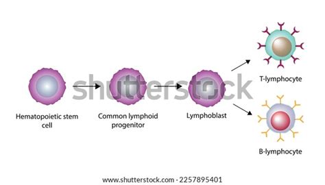 20 Innate Lymphoid T Cells Images, Stock Photos & Vectors | Shutterstock