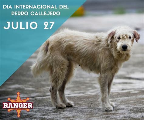 Este 27 De Julio Se Recuerda El Día Internacional Del Perro Callejero