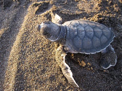 Green Sea Turtle Facts and Pictures | Reptile Fact