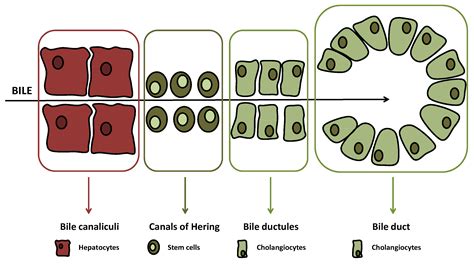 Bile Ductules