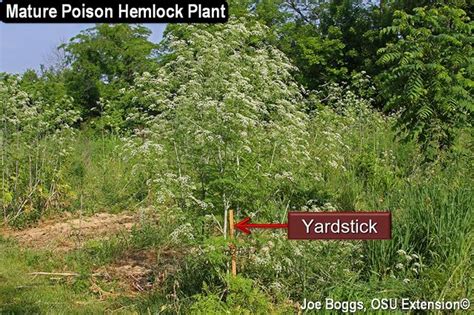 The Rise Of Poison Hemlock Bygl Wild Parsnip Deadly Plants Poisonous Plants