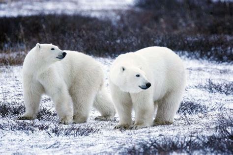 Polar Bears Greenland Map