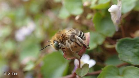 Anthophora bimaculata Panzer 1798 Héliophile commune Présentation