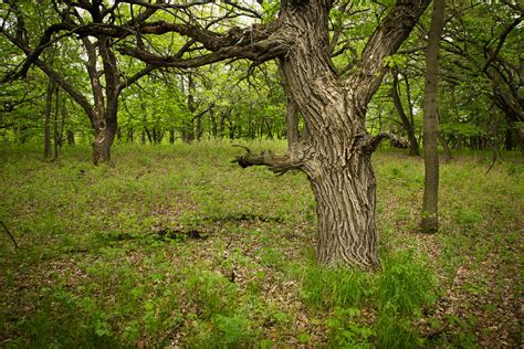 Northern Oak Woodland Justin Meissen Flickr