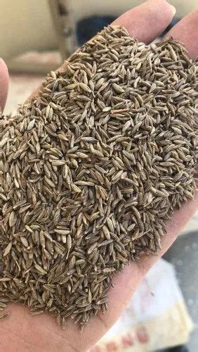 Cuminseed Size Long Form Solid At Rs 300 Kilogram In Fatehpur