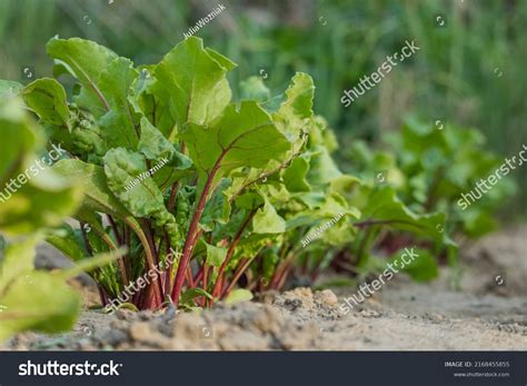 68626 Beetroot Raw Images Stock Photos And Vectors Shutterstock