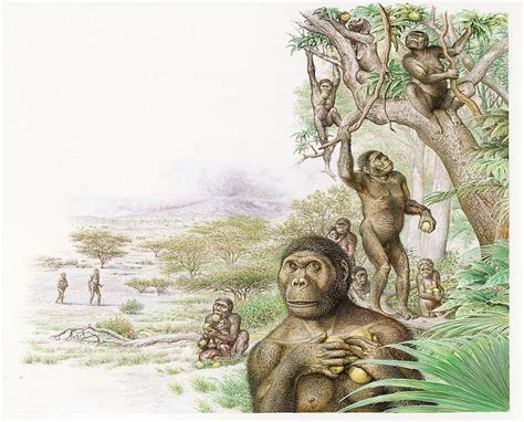 Australopithecus Afarensis Gathering Bild Kaufen 12419366 Science