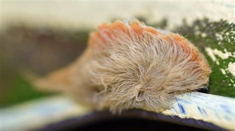 Experts Warn Against Touching Furry Venomous Asp Caterpillar