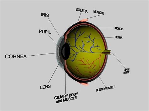 Human Eye And Colourful World Notes Class Sarthaks Econnect