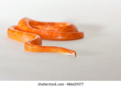 Cute Corn Snake Female Protruding Tongue Stock Photo